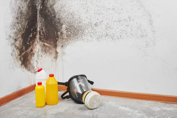 Best Toxic Mold Removal  in Guymon, OK