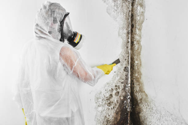 Best Mold Remediation  in Guymon, OK