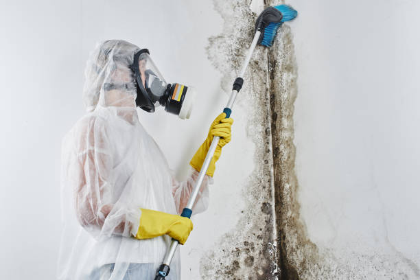 Best Mold Removal Company Near Me  in Guymon, OK