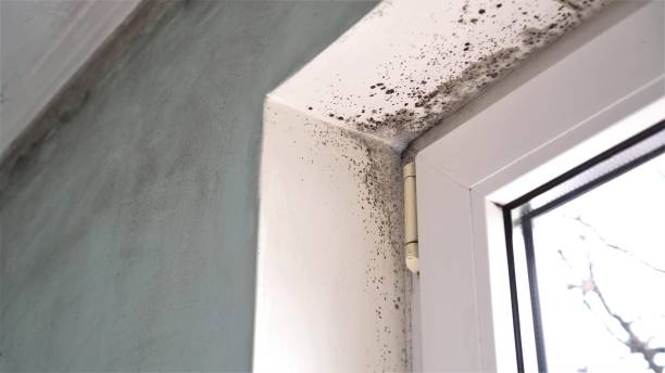 Best Toxic Mold Removal  in Guymon, OK