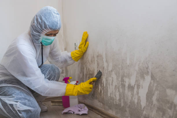 Best Toxic Mold Removal  in Guymon, OK