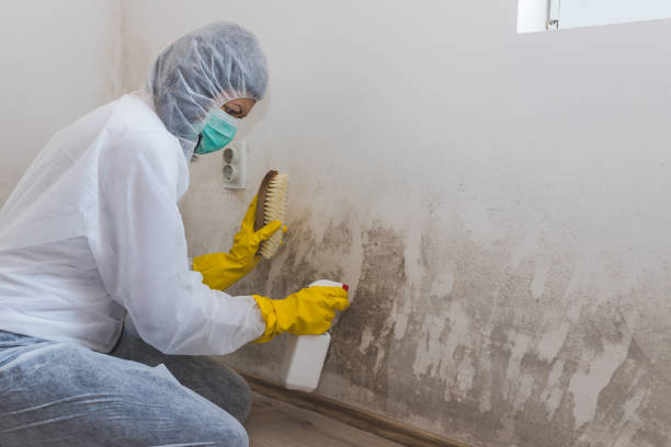 Best Toxic Mold Removal  in Guymon, OK