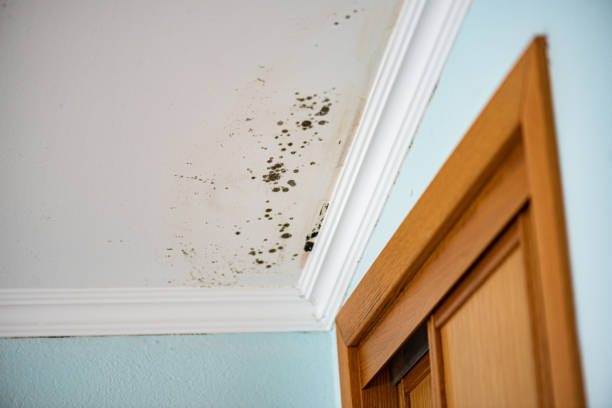 Best Commercial Mold Removal  in Guymon, OK