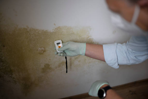 Best Certified Mold Removal  in Guymon, OK