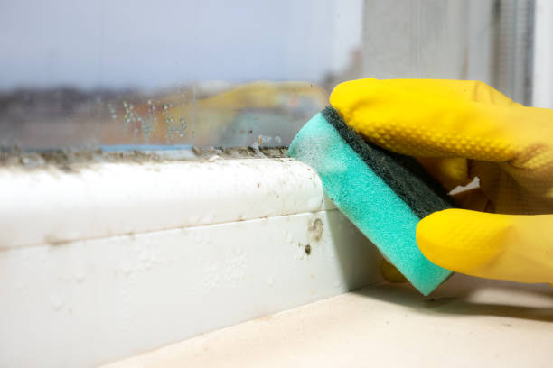 Best Toxic Mold Removal  in Guymon, OK