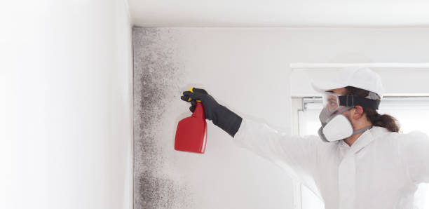 Best Commercial Mold Removal  in Guymon, OK