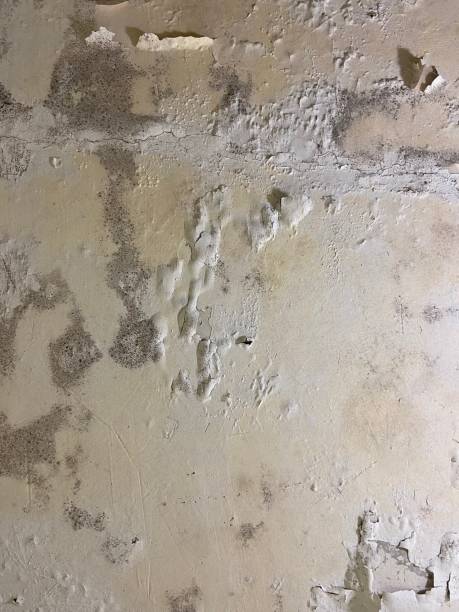 Best Mold Damage Repair  in Guymon, OK