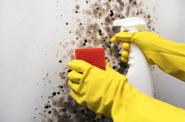 Best Mold Testing and Removal  in Guymon, OK