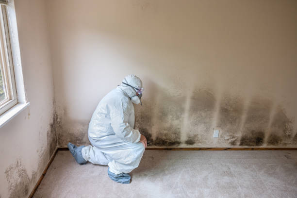 Best Attic Mold Removal  in Guymon, OK