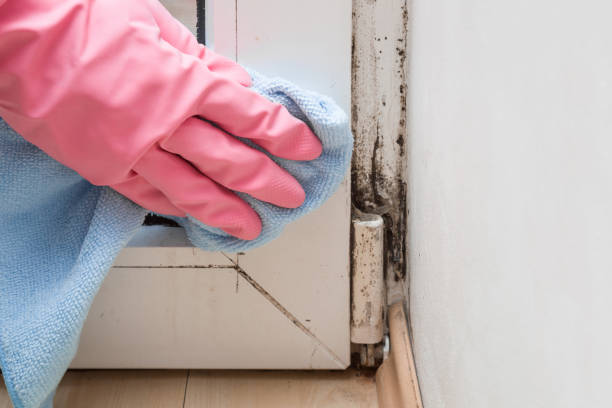 Best Professional Mold Removal  in Guymon, OK