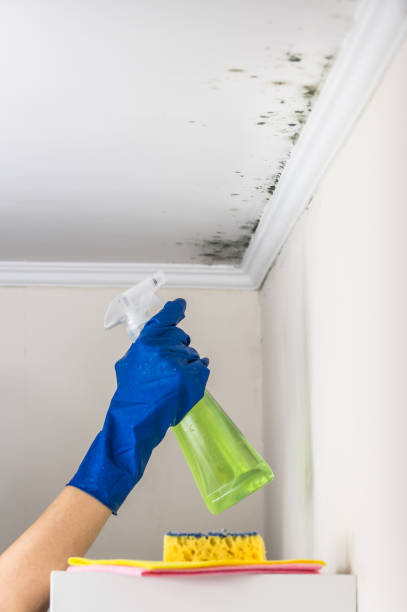 Best Mold Damage Repair  in Guymon, OK